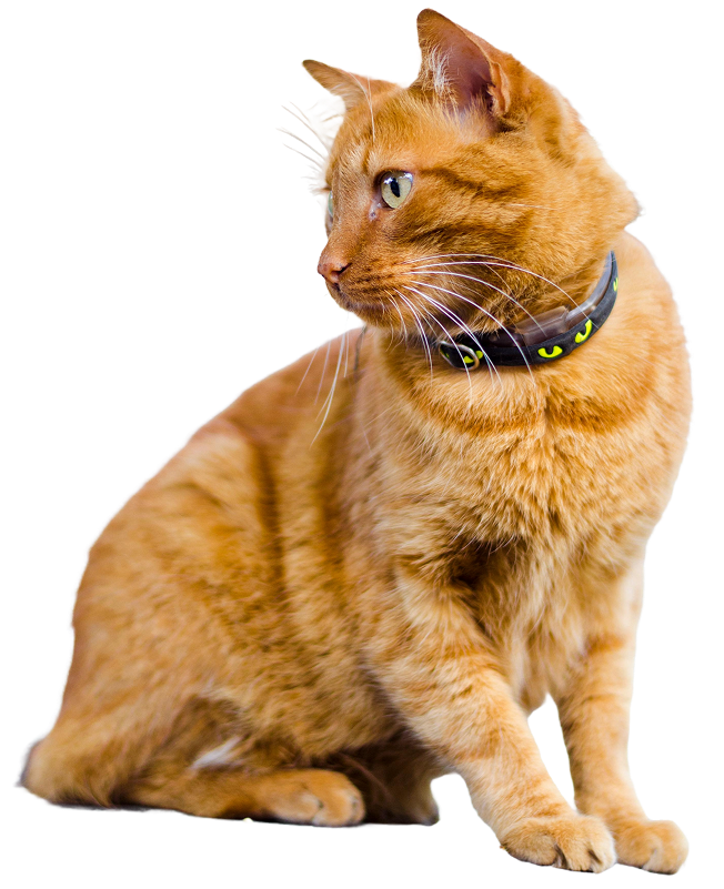 Cat 1